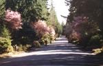 Sahalee Drive East