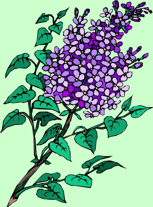 lilac