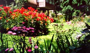 a bed of 50 rose bushes