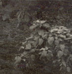 Enlarged photo of right side/Graduating Class of 1937