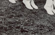 Majorettes, June, 1949